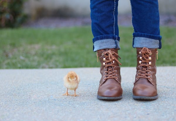 A cute little chick (the poultry kind) stands next to a person. You can only see the person's boots and the lower bit of their legs. The person is wearing jeans.